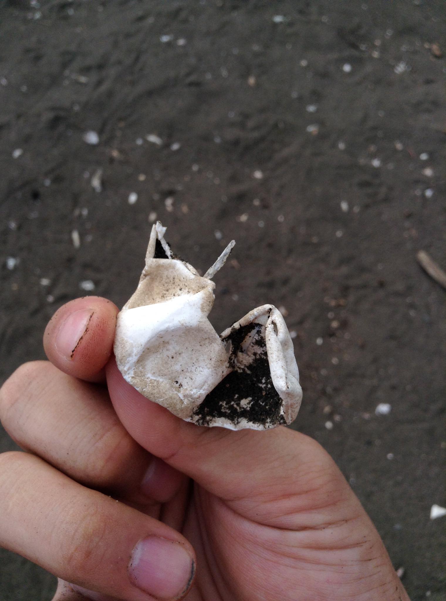 砂浜に残された卵の殻