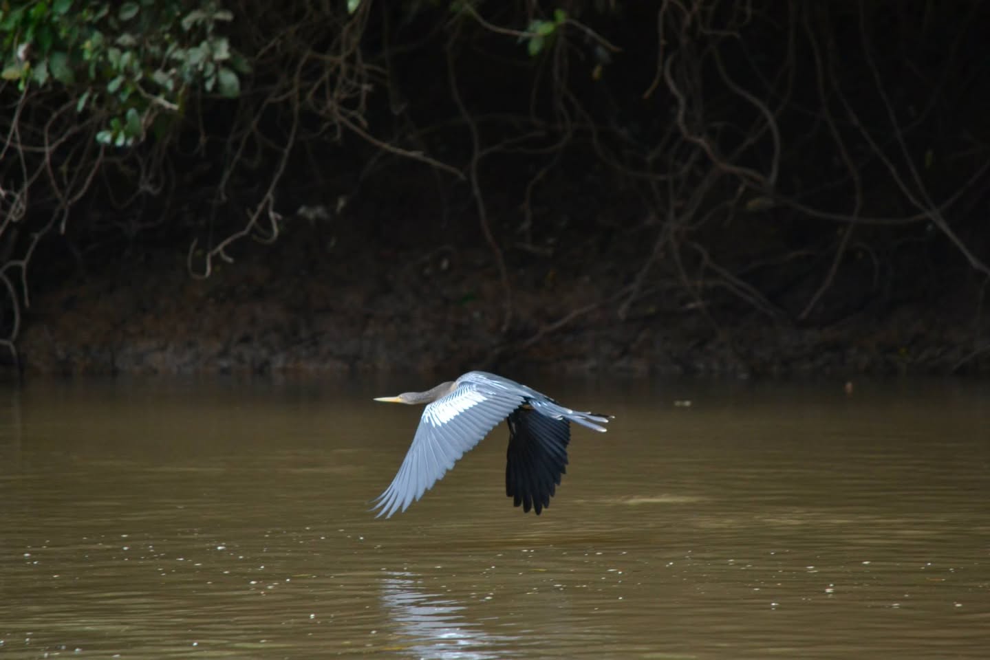川の上を飛ぶアンヒンガ