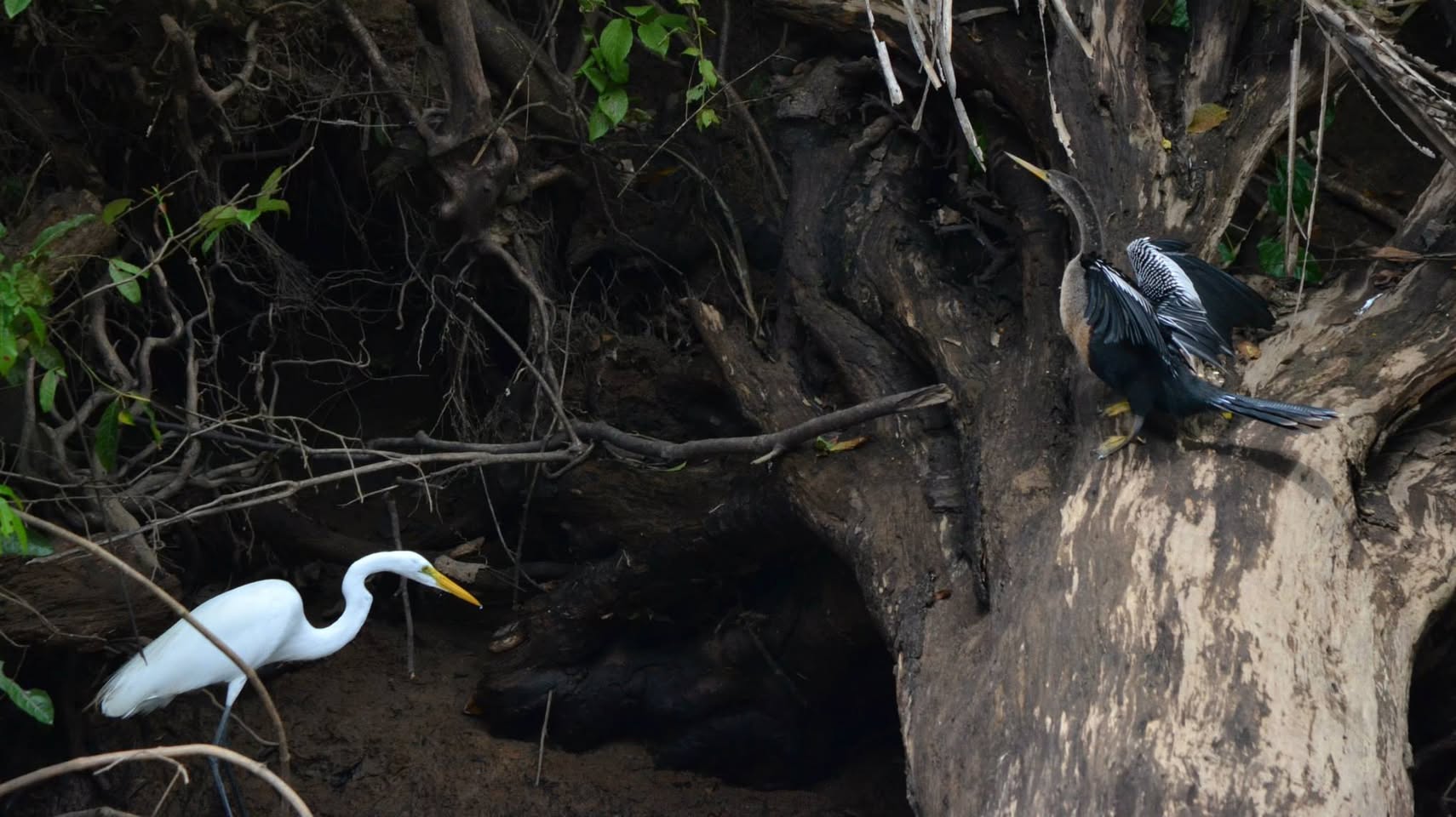 アンヒンガと白サギ