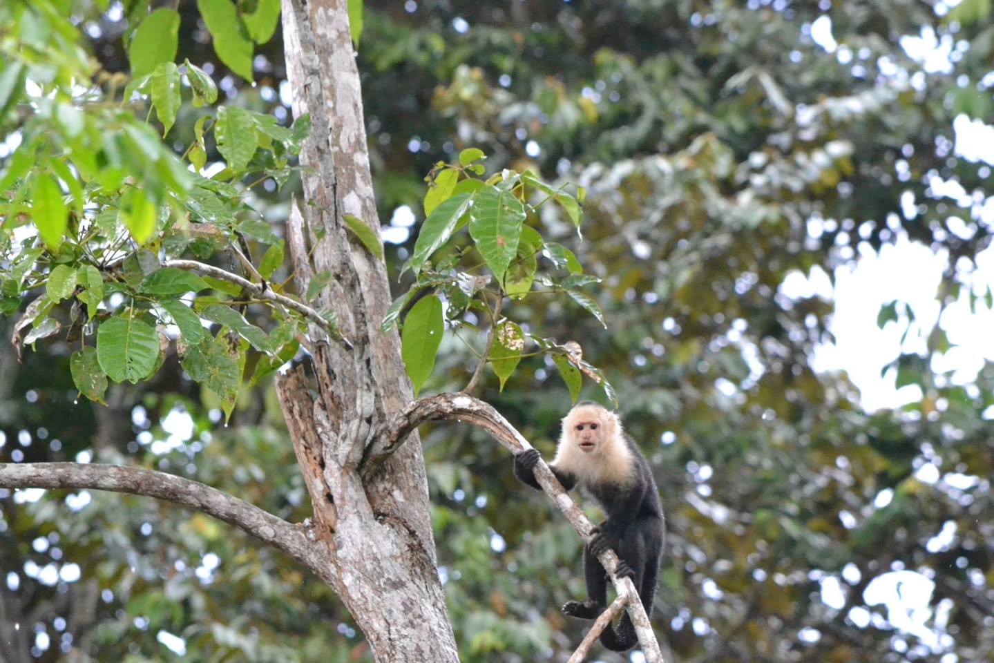 木の上のオマキザル