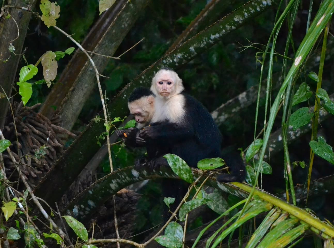 親子のオマキザル