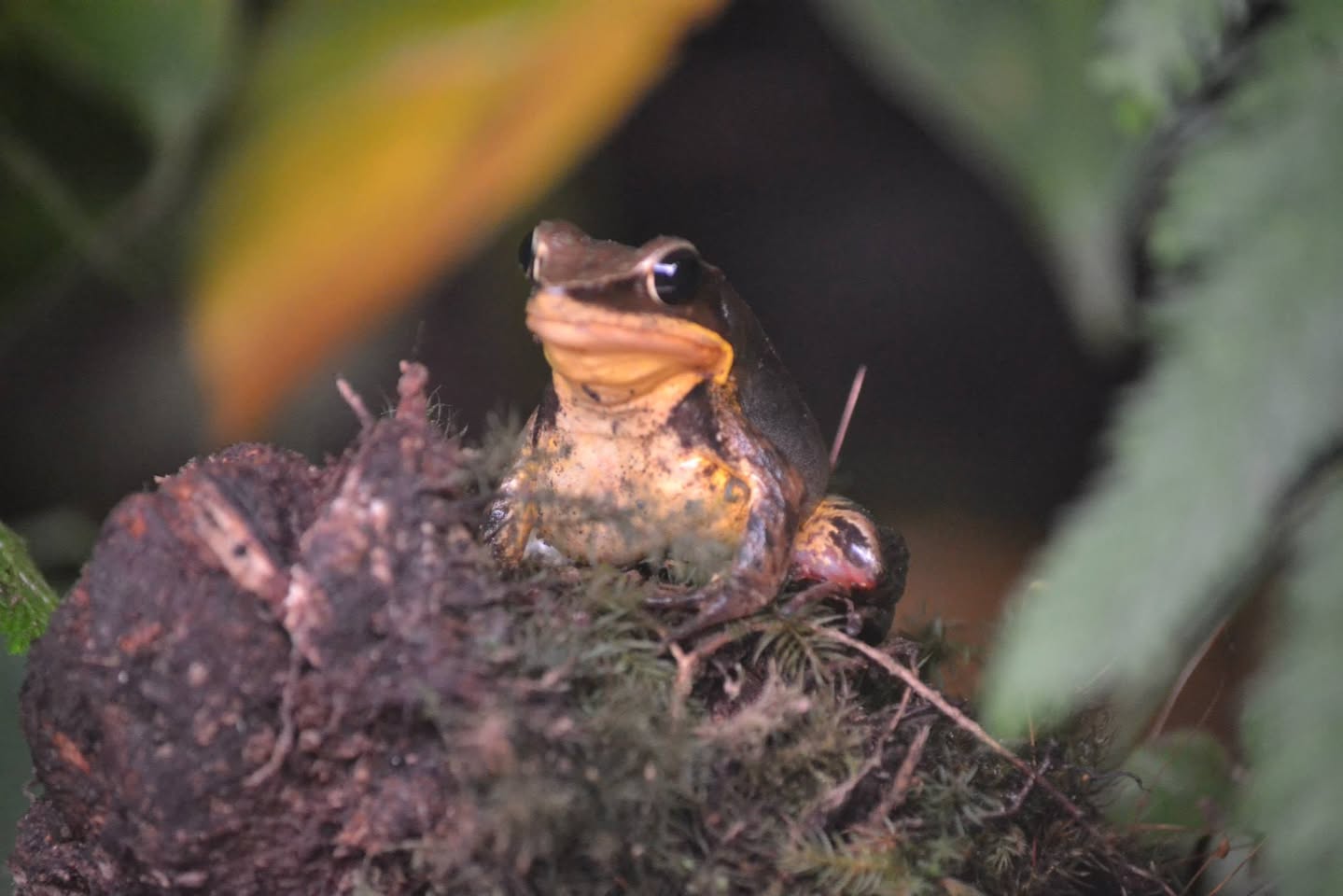 ナイトツアーで見つけたカエル