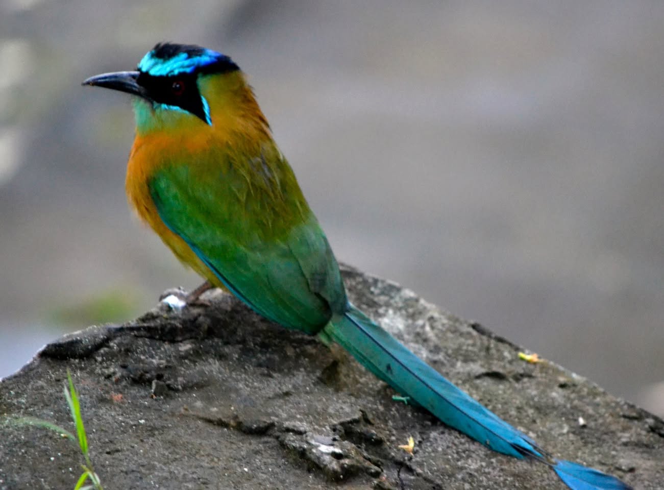 アオマユハチクイモドキ