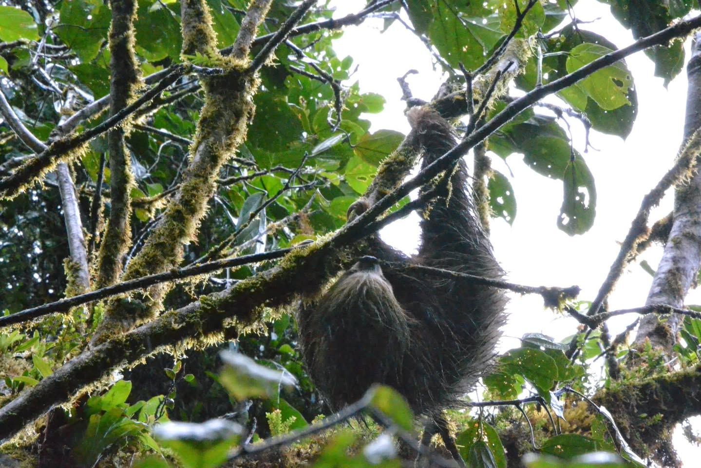 木にぶら下がるナマケモノ