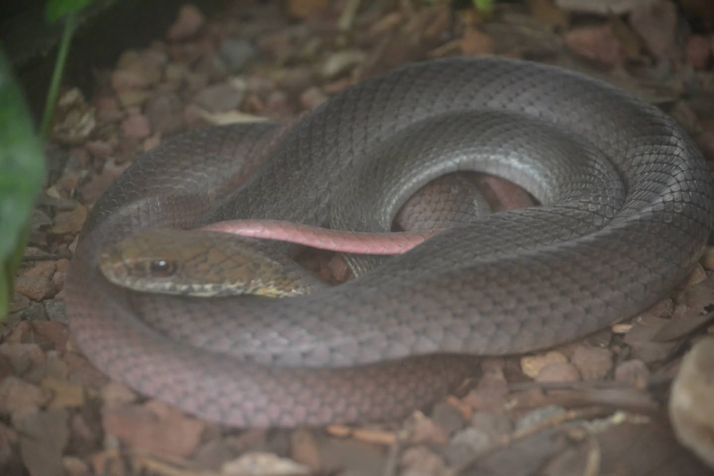 ナイトツアーで見つけたヘビ