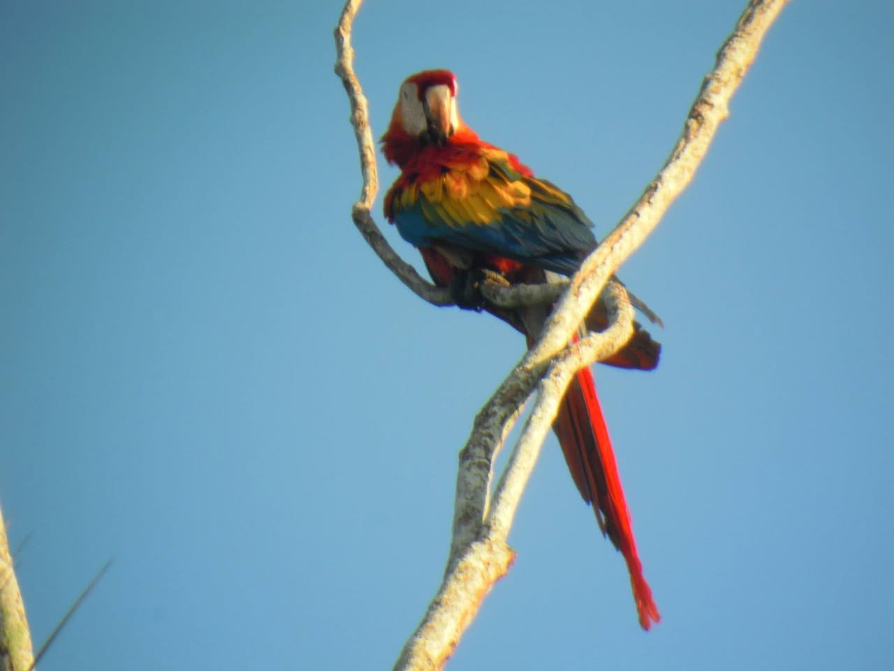 Una lapa roja posada en una rama