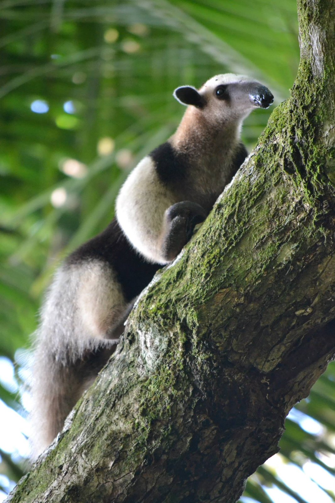Un tamandúa trepando por el tronco de un árbol