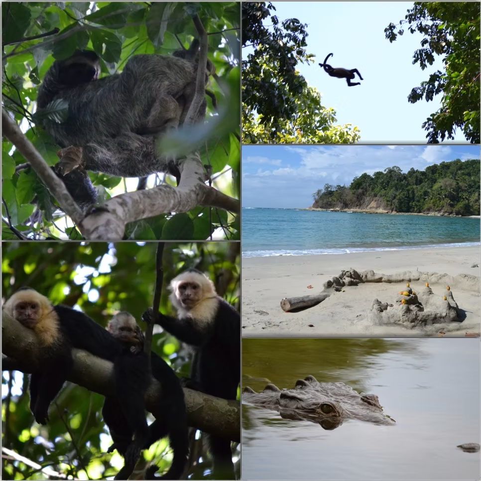 Wildlife at Manuel Antonio