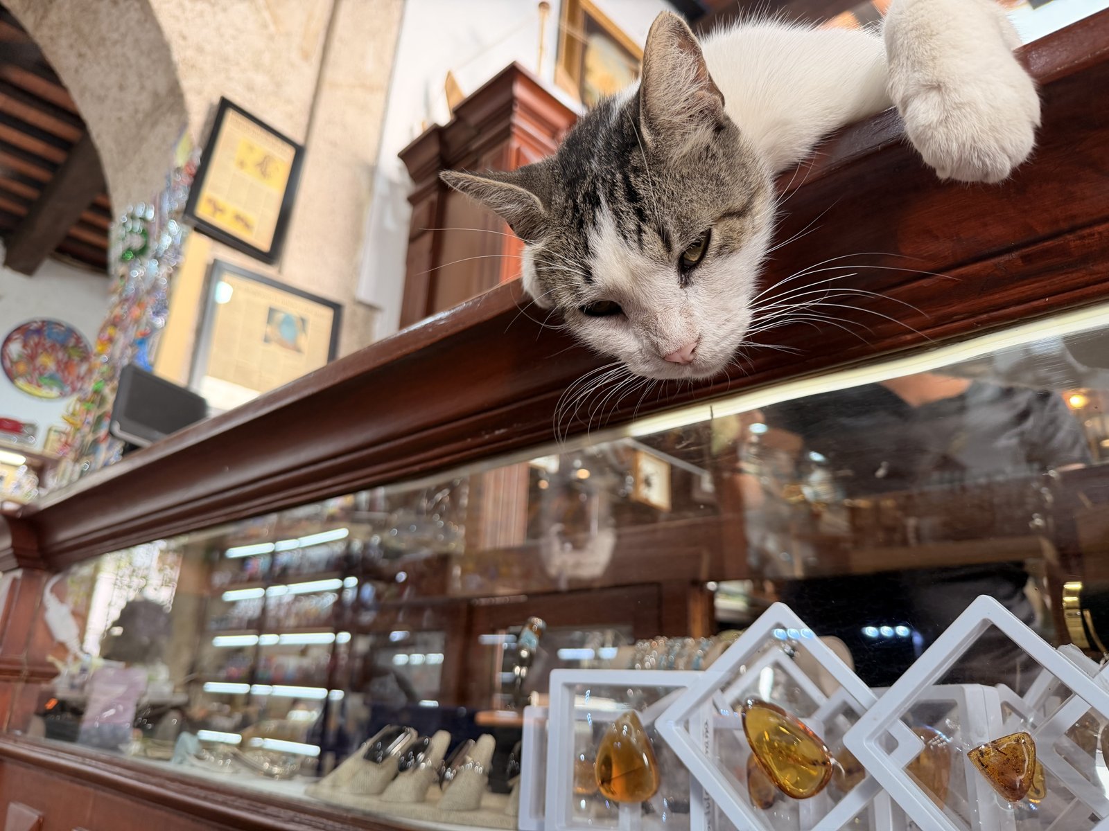 Un gato recostado sobre una vitrina llena de joyas de ámbar