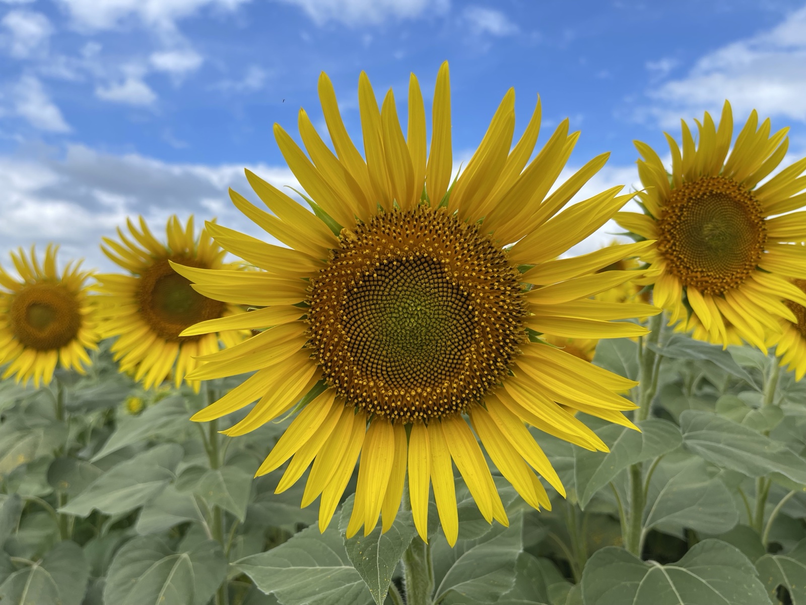 ひまわりのクローズアップ