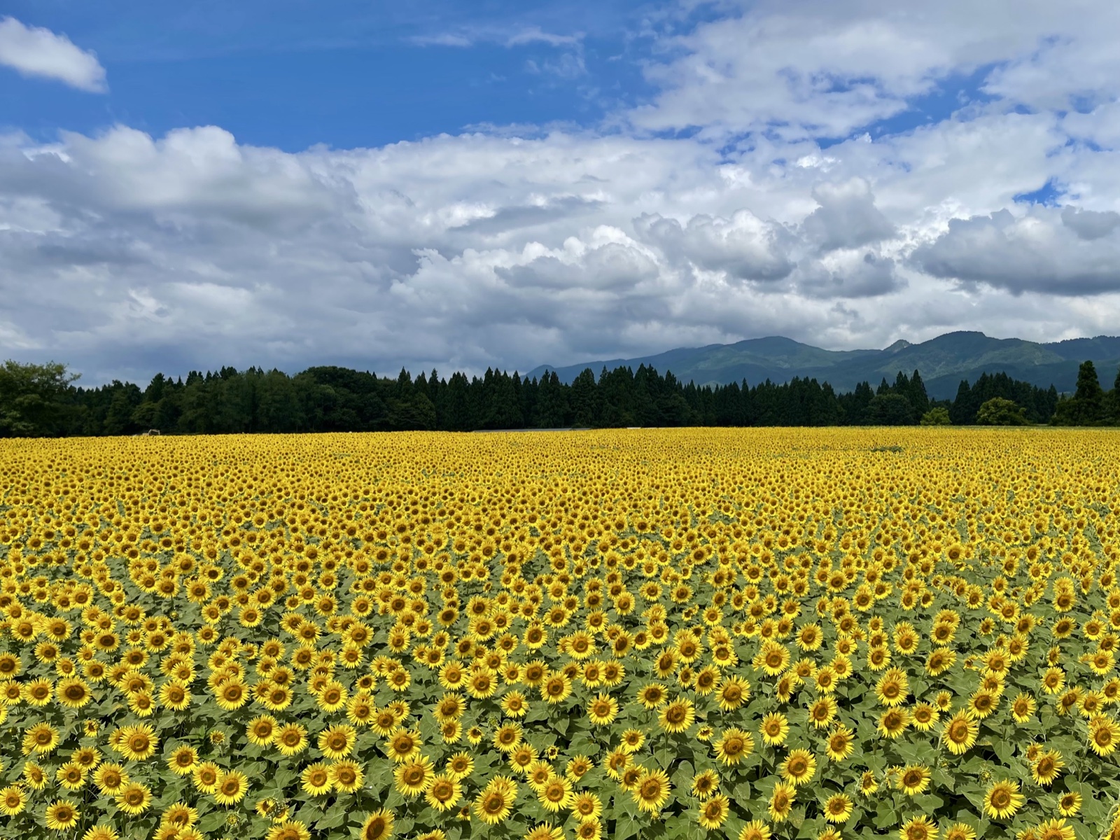 新潟夏旅2日間｜津南ひまわり畑と長岡花火大会を巡る