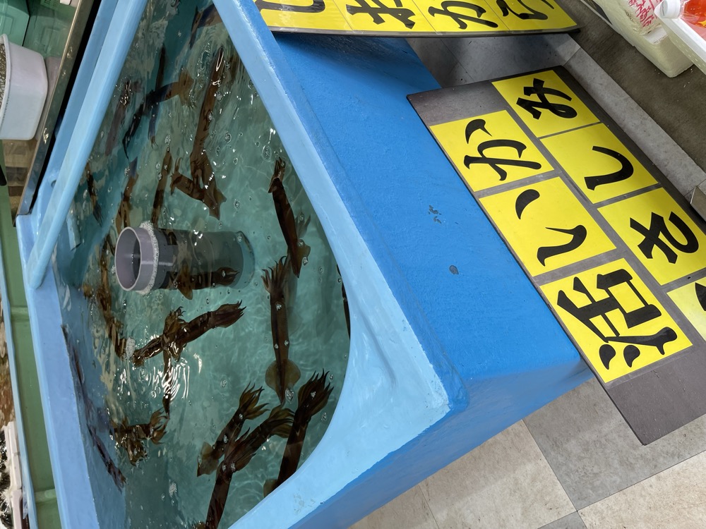 函館朝市の活イカ生簀