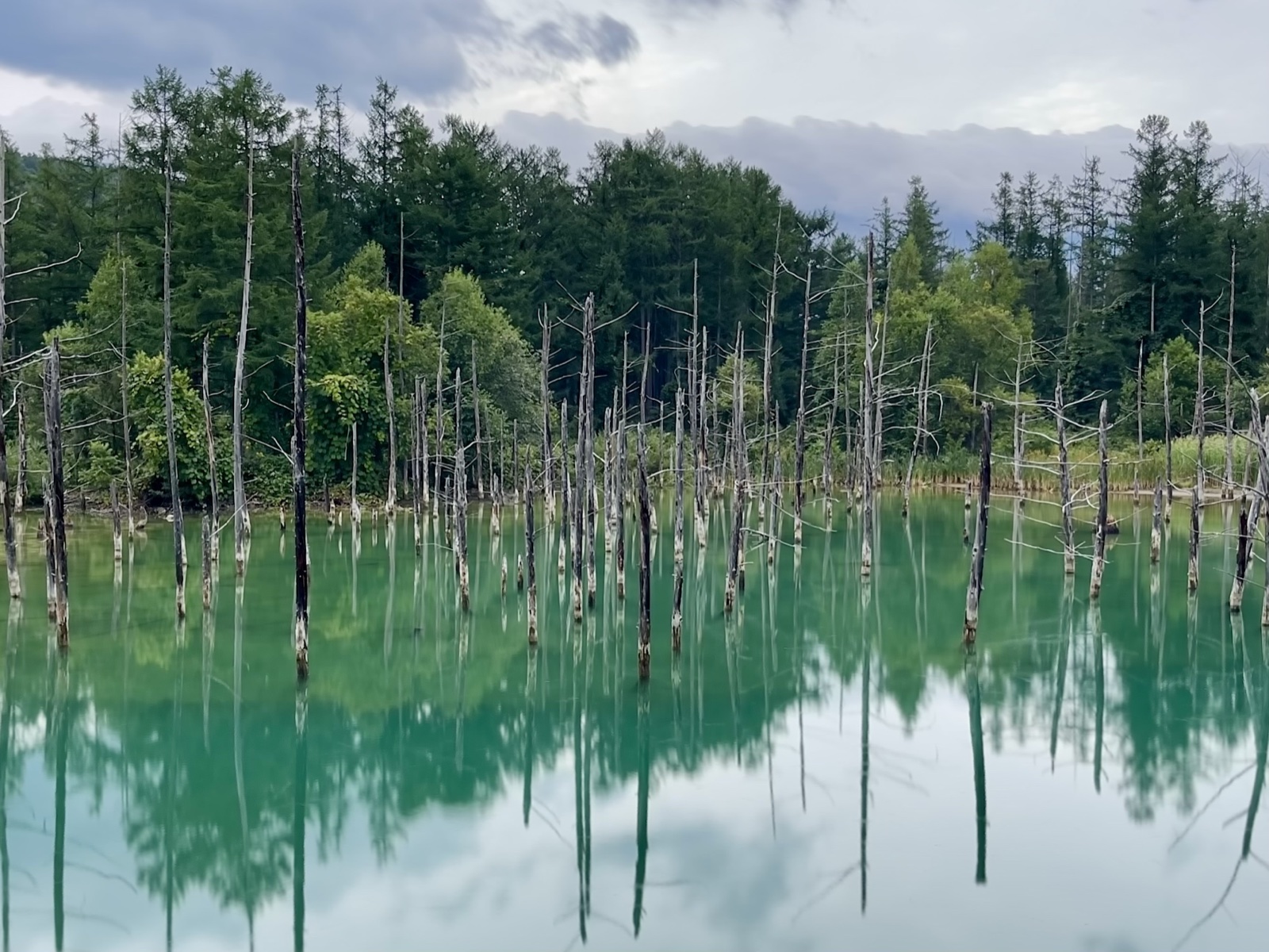 美瑛・青い池