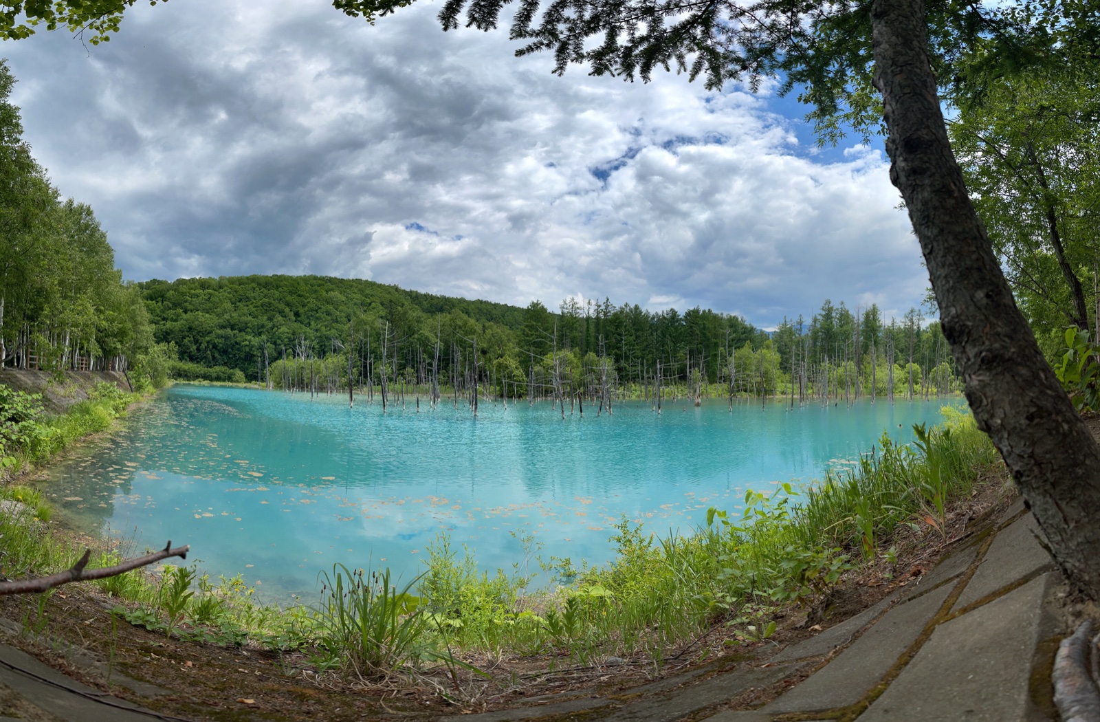 美瑛 青い池 パノラマ