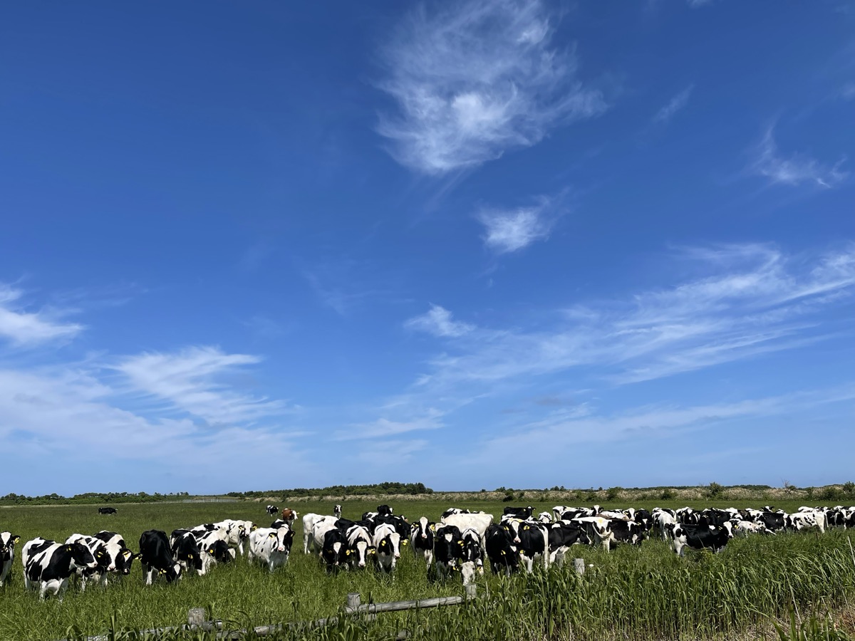 エサヌカ線の牛と原野