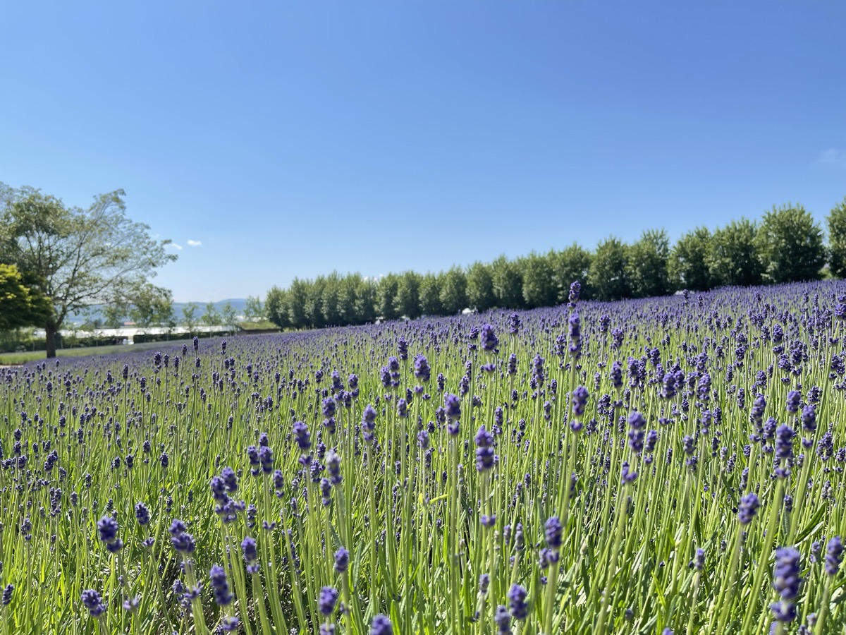 ファーム富田のラベンダー畑