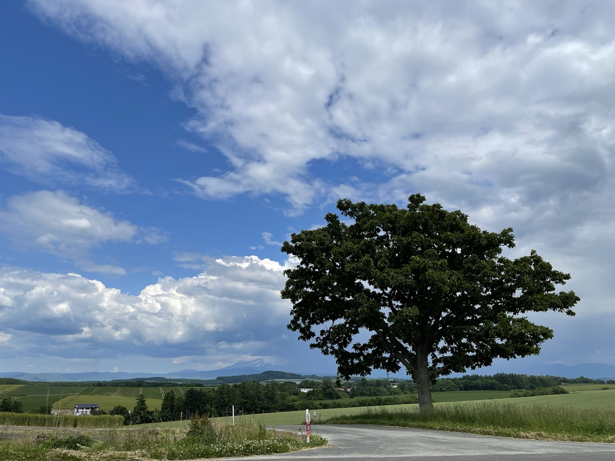 セブンスターの木