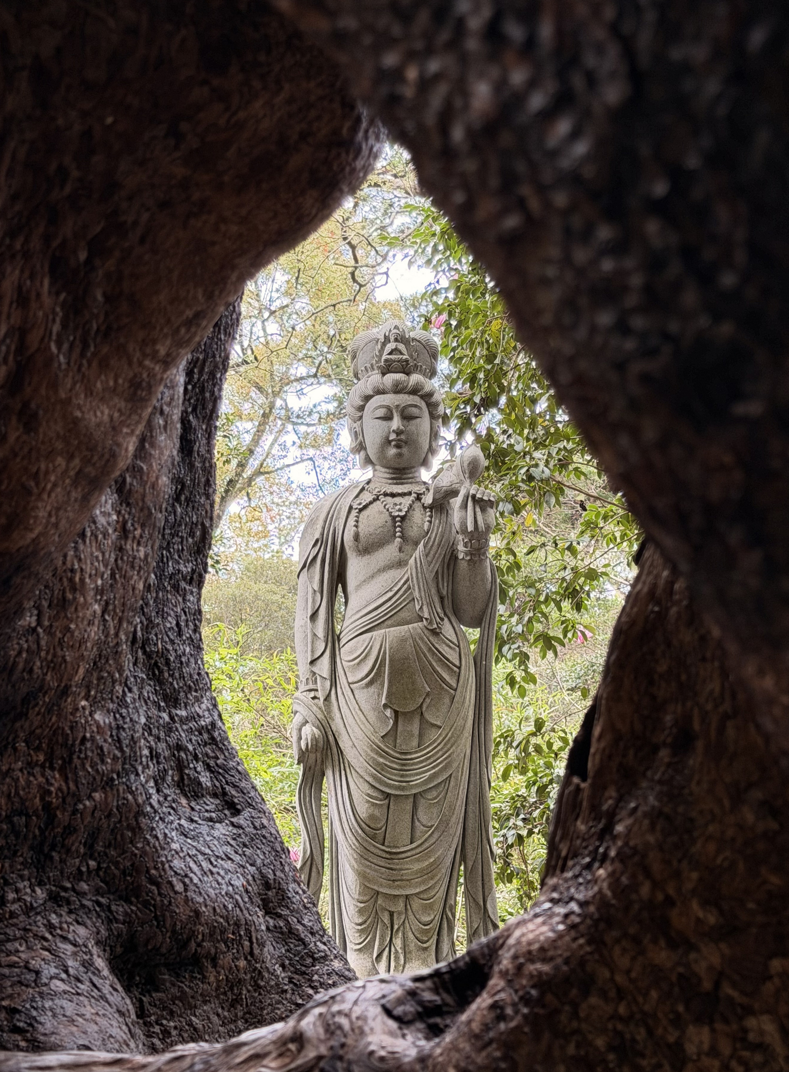 古木の洞から見た観音像